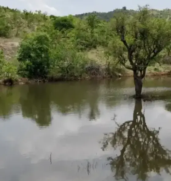 A restored waterhole holding water within the degraded forest landscape at Bandipur.