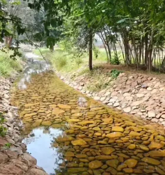 A restored stone-lined stream running through a regenerating semi-arid farm landscape.
