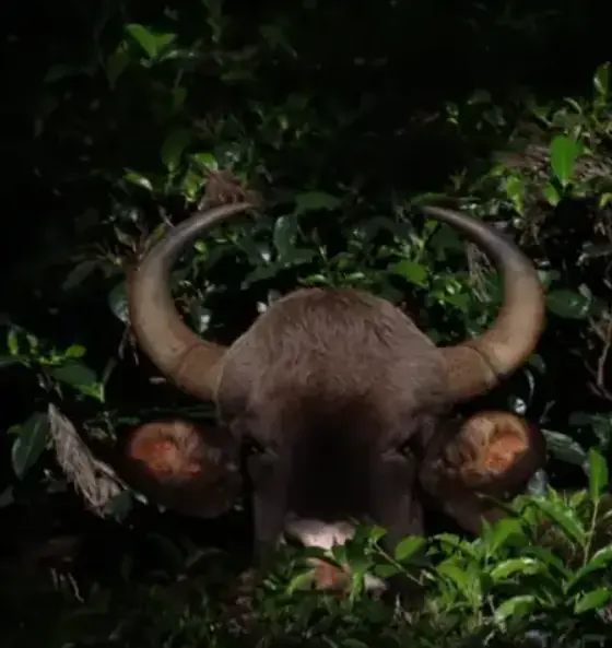 An Indian gaur emerging from dense tea-estate vegetation at night in the Nilgiris.