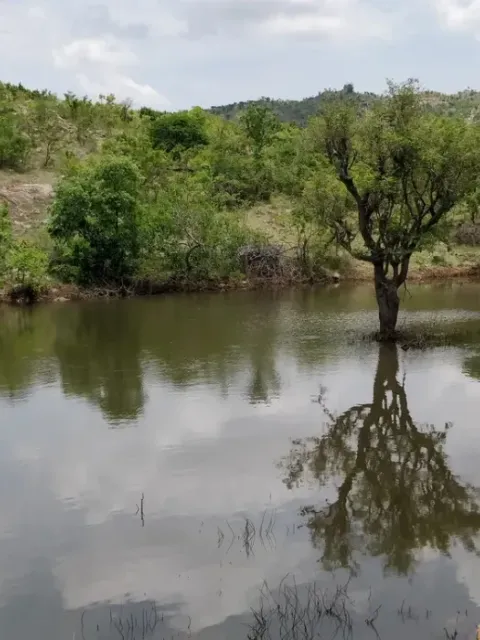 A restored waterhole holding water within the degraded forest landscape at Bandipur.