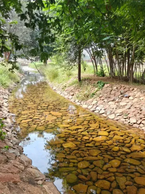 A restored stone-lined stream running through a regenerating semi-arid farm landscape.
