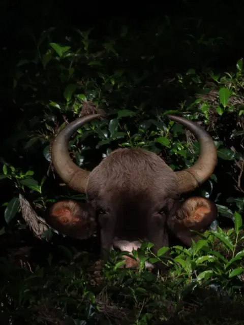 An Indian gaur emerging from dense tea-estate vegetation at night in the Nilgiris.