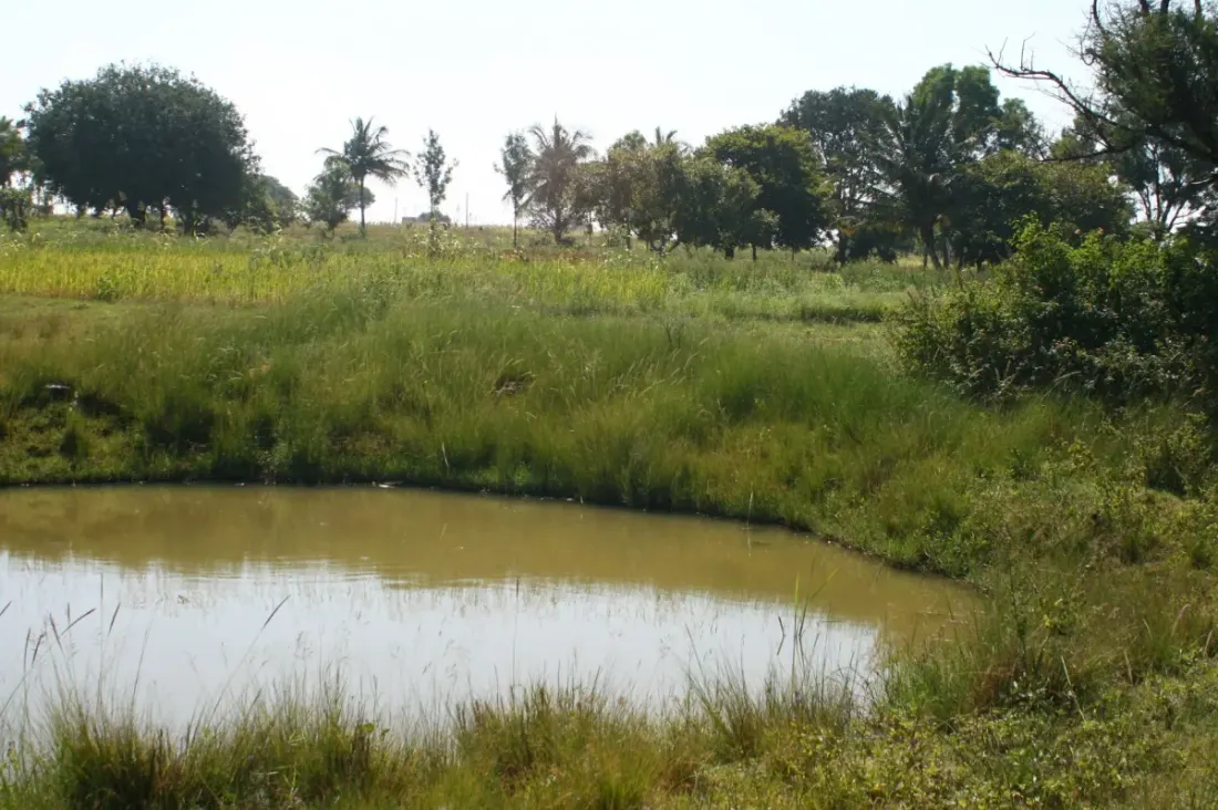 A restored forest stream running clear through dense native vegetation in the Western Ghats.