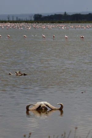 Amboseli National Park 2