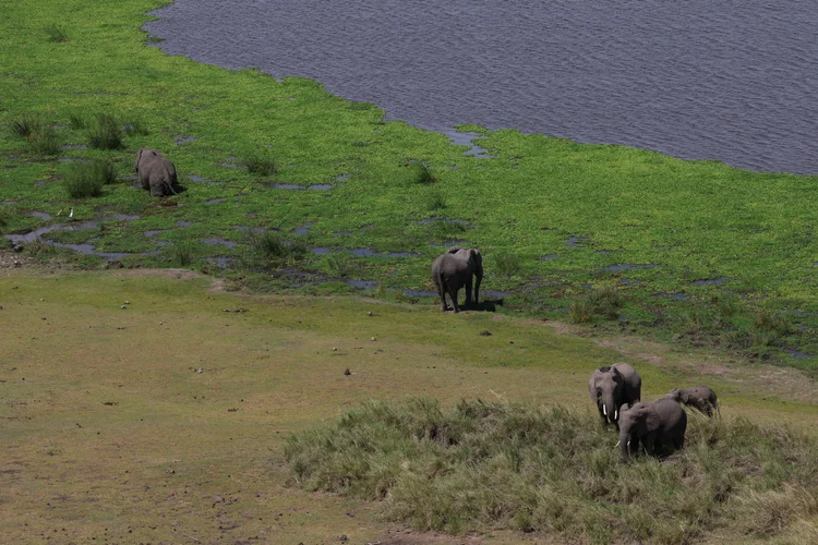 Amboseli National Park 5