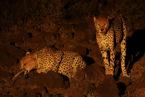 Amboseli National Park 7