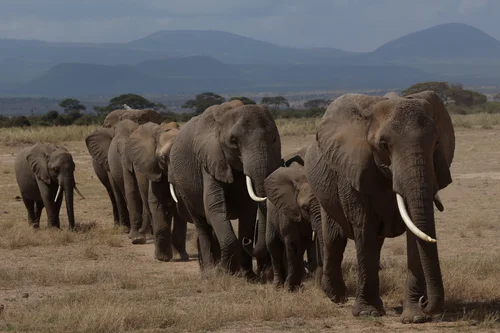 Amboseli National Park