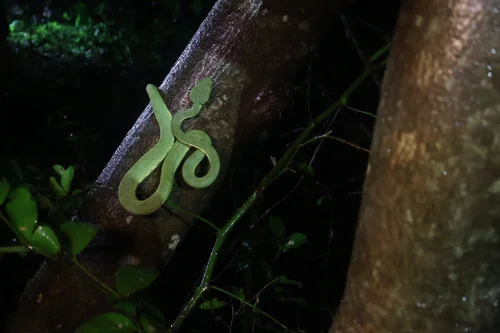 Bamboo pit viper
