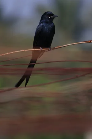 Black Drongo