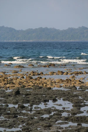 Coastal ecosystem Andaman Islands