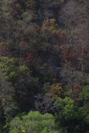 Corbett National Park - India's first national park