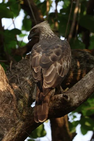 Crested Serpent Eagle, Lake Naivasha National Park