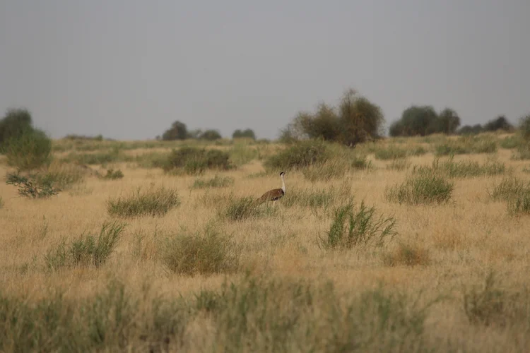 Critically Endangered Great Indian Bustard