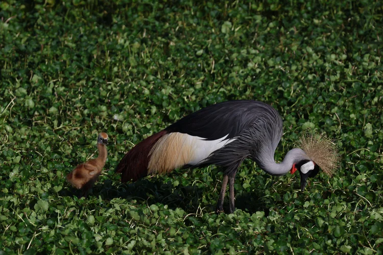 Crown Crane, Kenya