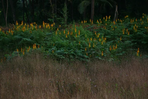 Ecological — photograph from the Visual Journey