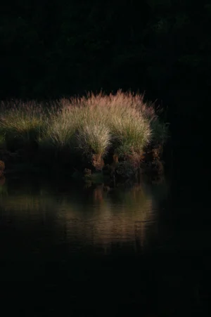 Ecological — photograph from the Visual Journey