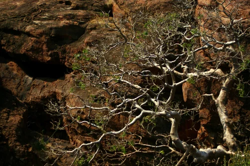 Ecological — photograph from the Visual Journey