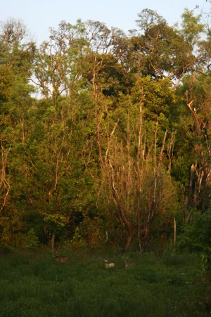 Ecological — photograph from the Visual Journey