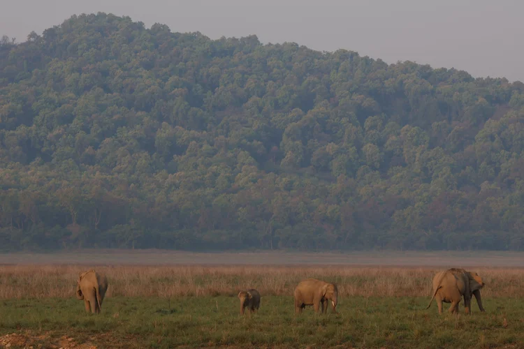 Elephants of Jim Corbett