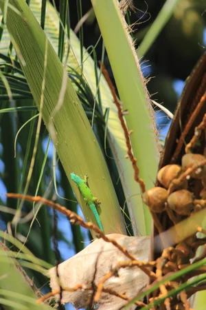 Emerald Endemism