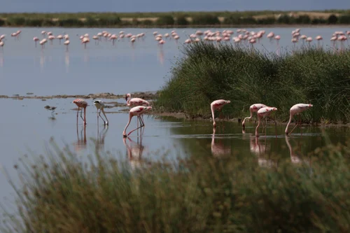 Flamingos at amboseli national park