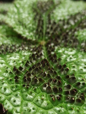 Floral and Faunal — photograph from the Visual Journey