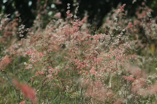 Floral and Faunal — photograph from the Visual Journey