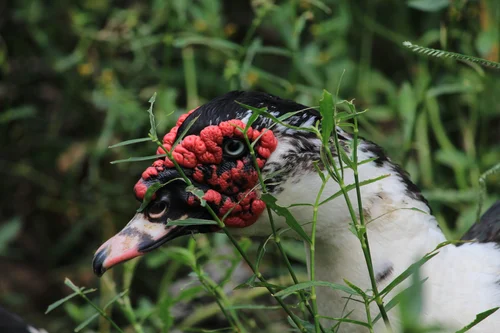 Floral and Faunal — photograph from the Visual Journey