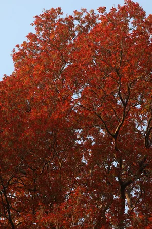 Floral and Faunal — photograph from the Visual Journey