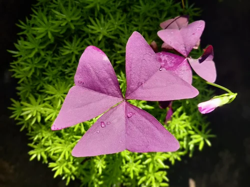 Floral and Faunal — photograph from the Visual Journey