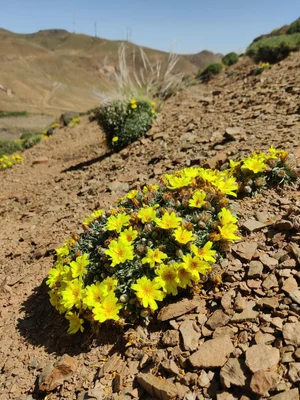 Floral and Faunal — photograph from the Visual Journey