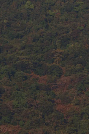Forest canopy