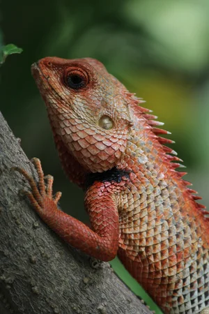 Garden Lizard