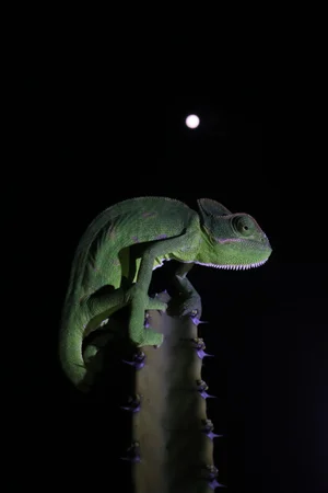 Indian chameleon of Deccan Plateau