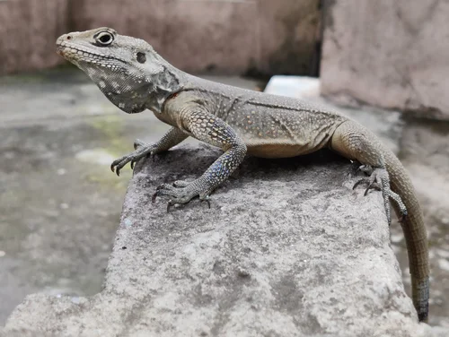 Lizard, Western Himalayas