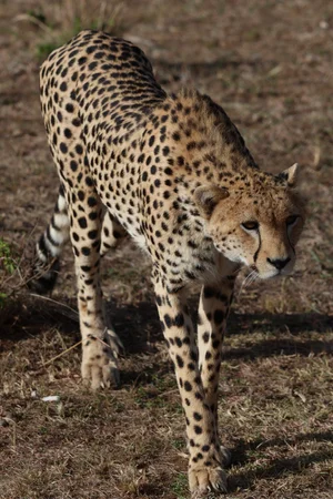 Maasai Mara National Reserve 2