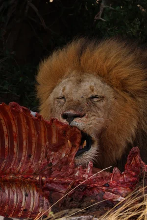 Maasai Mara National Reserve 4