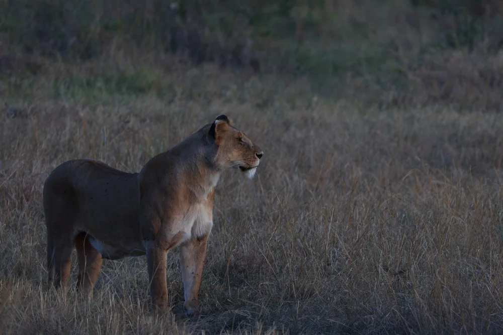Maasai Mara National Reserve 5