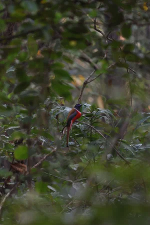 Malabar trogon (Harpactes fasciatus), Goa