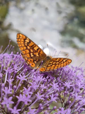 Marsh Fritillary, Chefchaouen