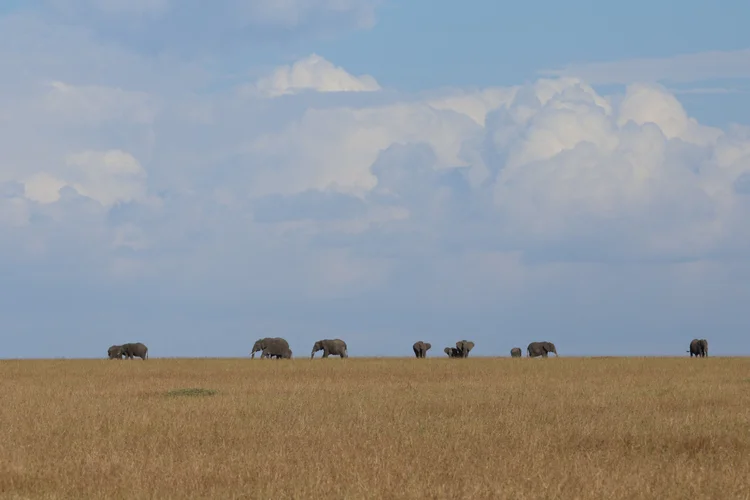 Masai mara national reserve