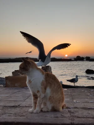 Moroccan Sunset