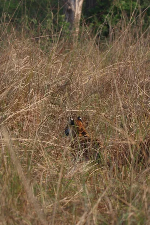 On the Hunt