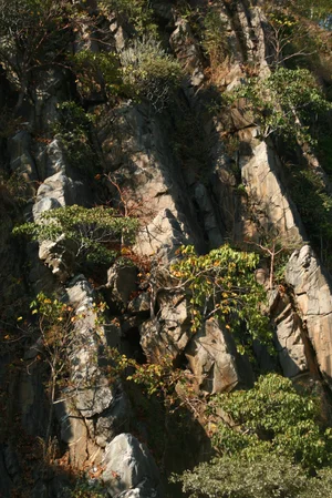 Polo forest, Aravalli range
