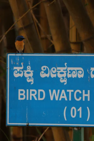 Ranganathittu bird sanctuary ramsar sites