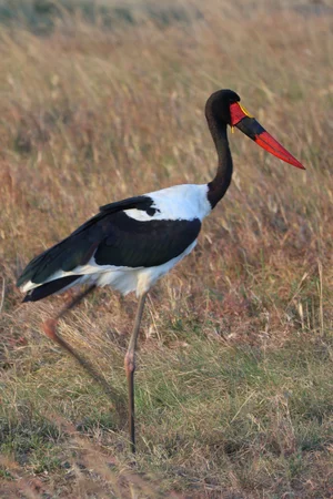Saddle-billed stork, Masai mara national reserve