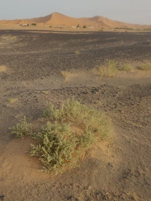 Sahara Desert