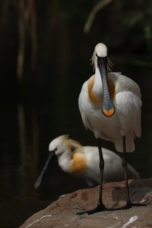 Spoon Bill, Ranganathittu bird sanctuary