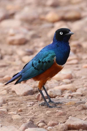 Superb Starling, Masai mara national reserve