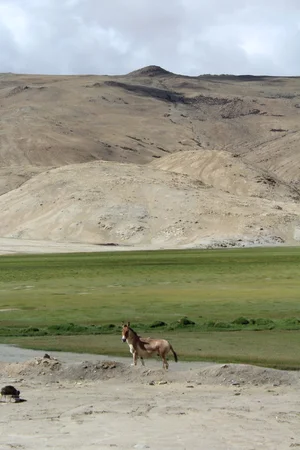 The kiang (Equus kiang)